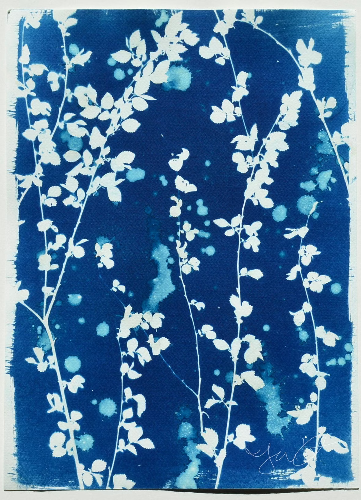 Leaves