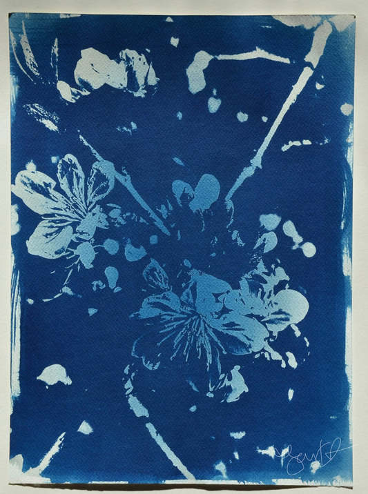 Cherry Blossoms