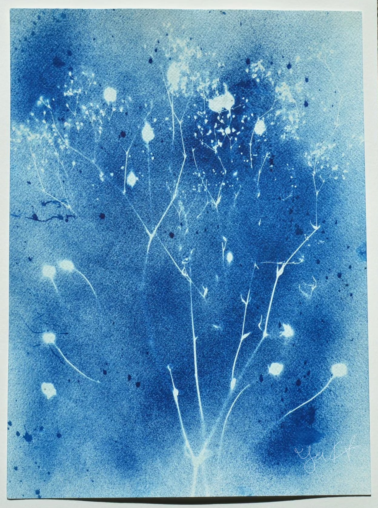 Dried Plants