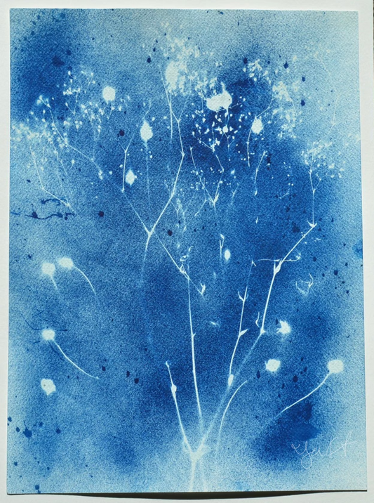 Dried Plants
