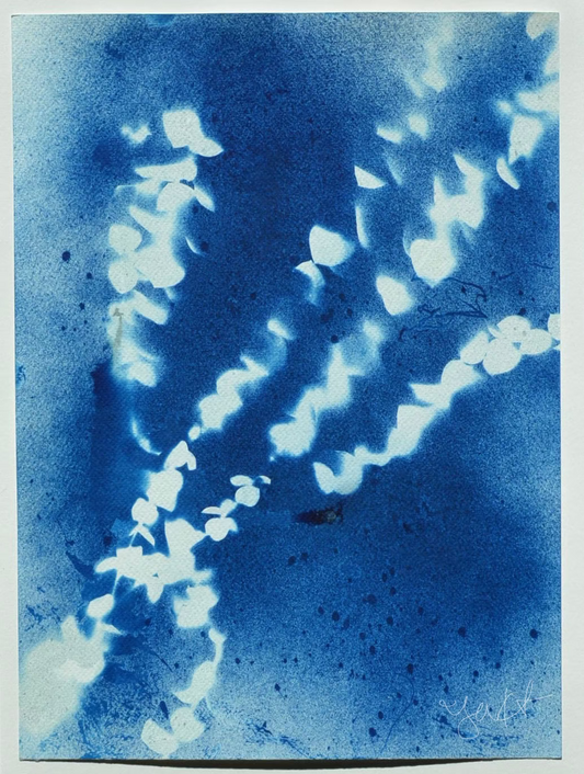Eucalyptus