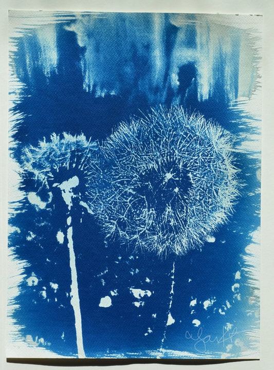 Dandelions